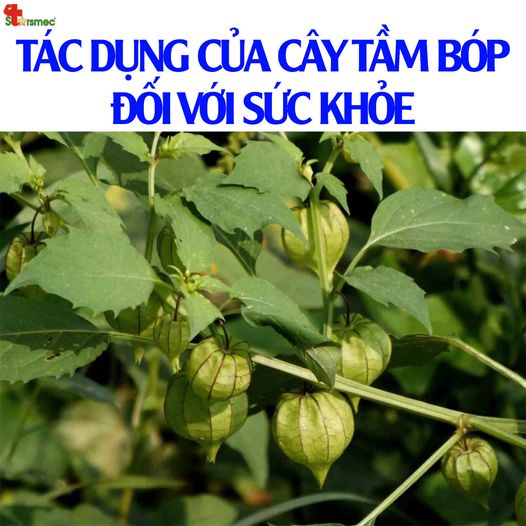 Tác dụng của CÂY TẦM BÓP đối với sức khỏe