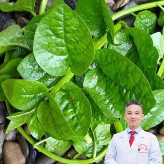 6 Nhóm người nên thường xuyên ăn rau mồng tơi