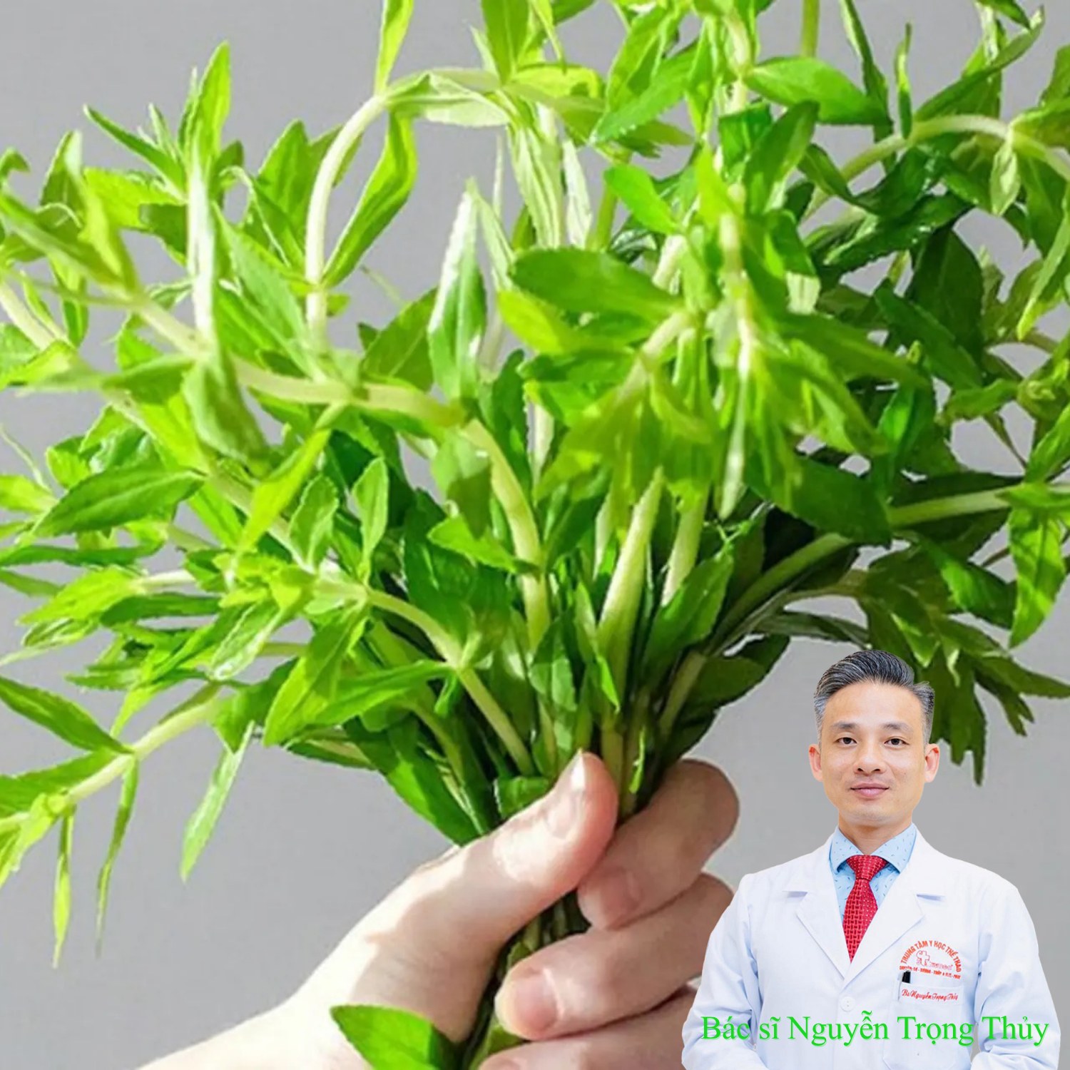 Ăn Rau Ngổ Có Tác Dụng Gì? Những Lợi Ích Với Sức Khỏe Ít Người Biết