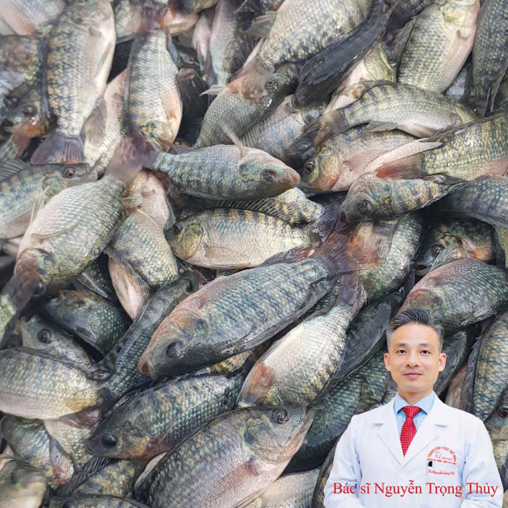 Cá rô phi – loại cá mệnh danh là “gà nước” đại bổ cho xương khớp: Sự thật dưới góc nhìn khoa học