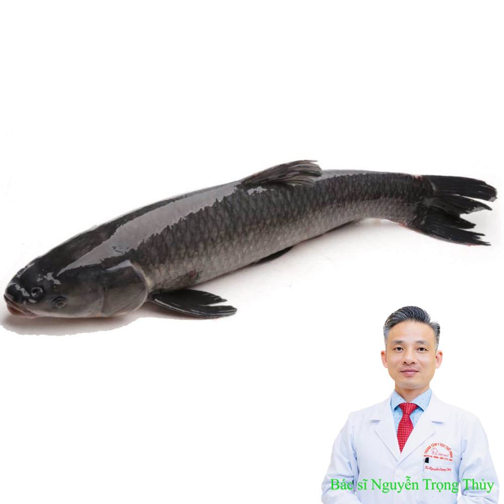 Cá trắm đen tốt cho sức khỏe như thế nào? Những lợi ích đáng giá từ loại cá quen thuộc
