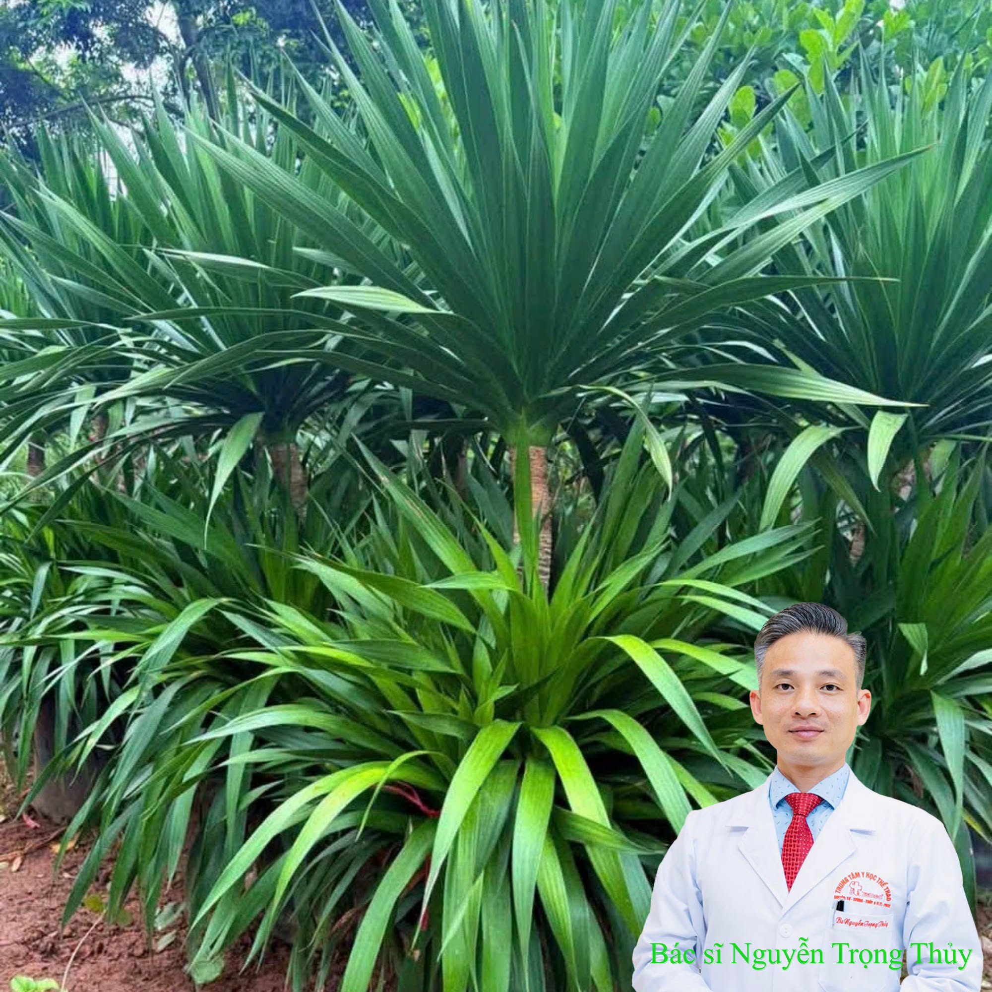 Cây Huyết Giác: Loại Cây Cảnh Quen Thuộc, Có Nhiều Giá Trị Trong Y Học Cổ Truyền
