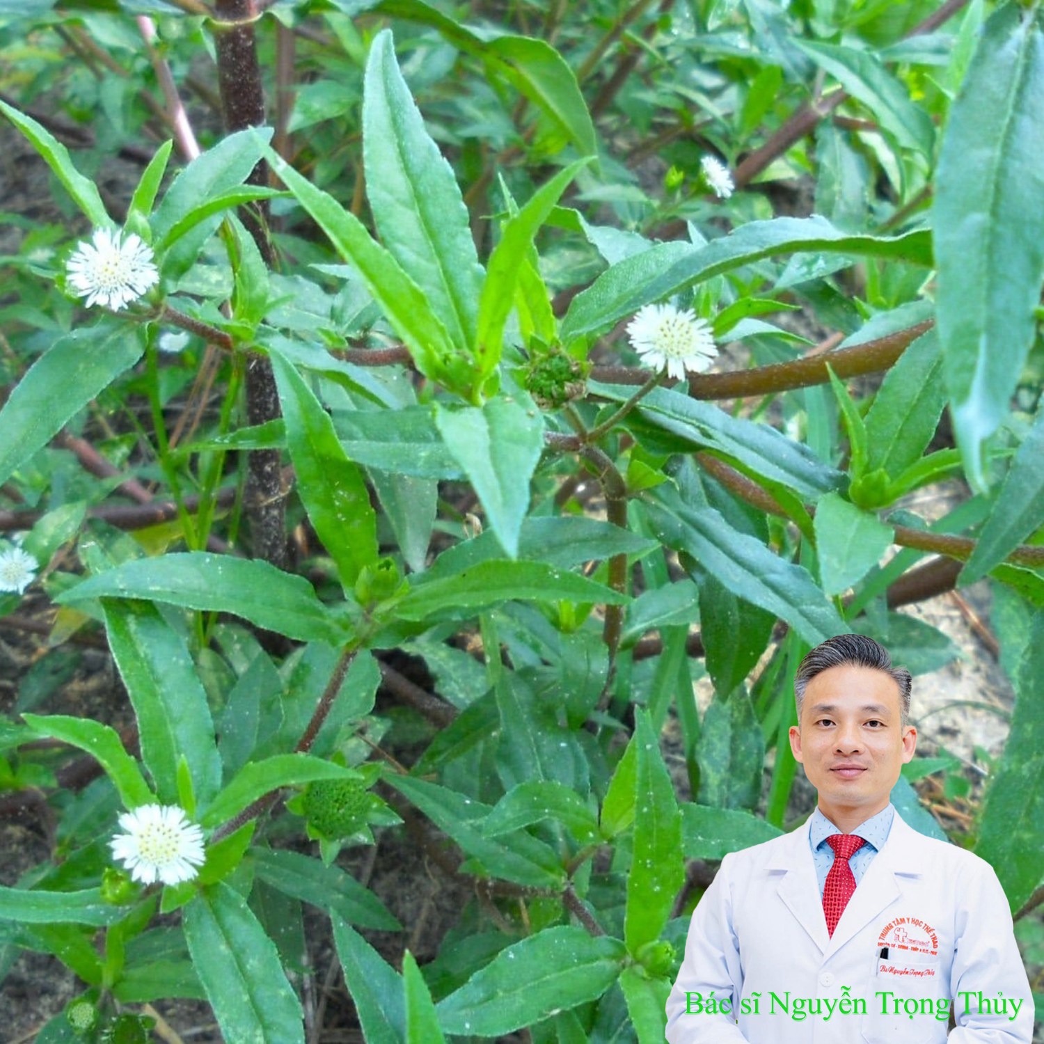 Cây nhọ nồi chữa chảy máu cam, bổ thận cực hiệu quả