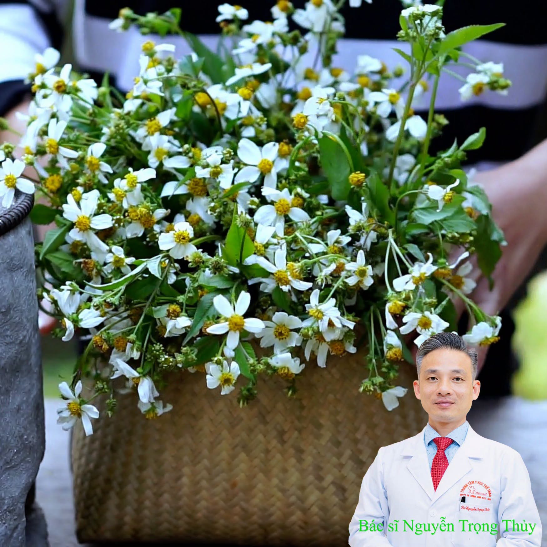 Xuyến Chi Có Thực Sự Giúp Ngăn Ngừa Ung Thư? Chuyên Gia Nói Gì Về Công Dụng Của Loại Cây Mọc Dại Này