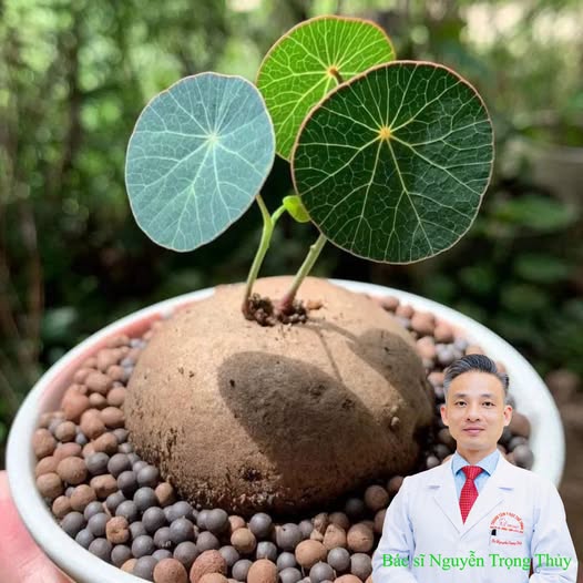 Củ Bình Vôi: Vị Thuốc An Thần Quen Thuộc Nhưng Nằm Trong Sách Đỏ Việt Nam