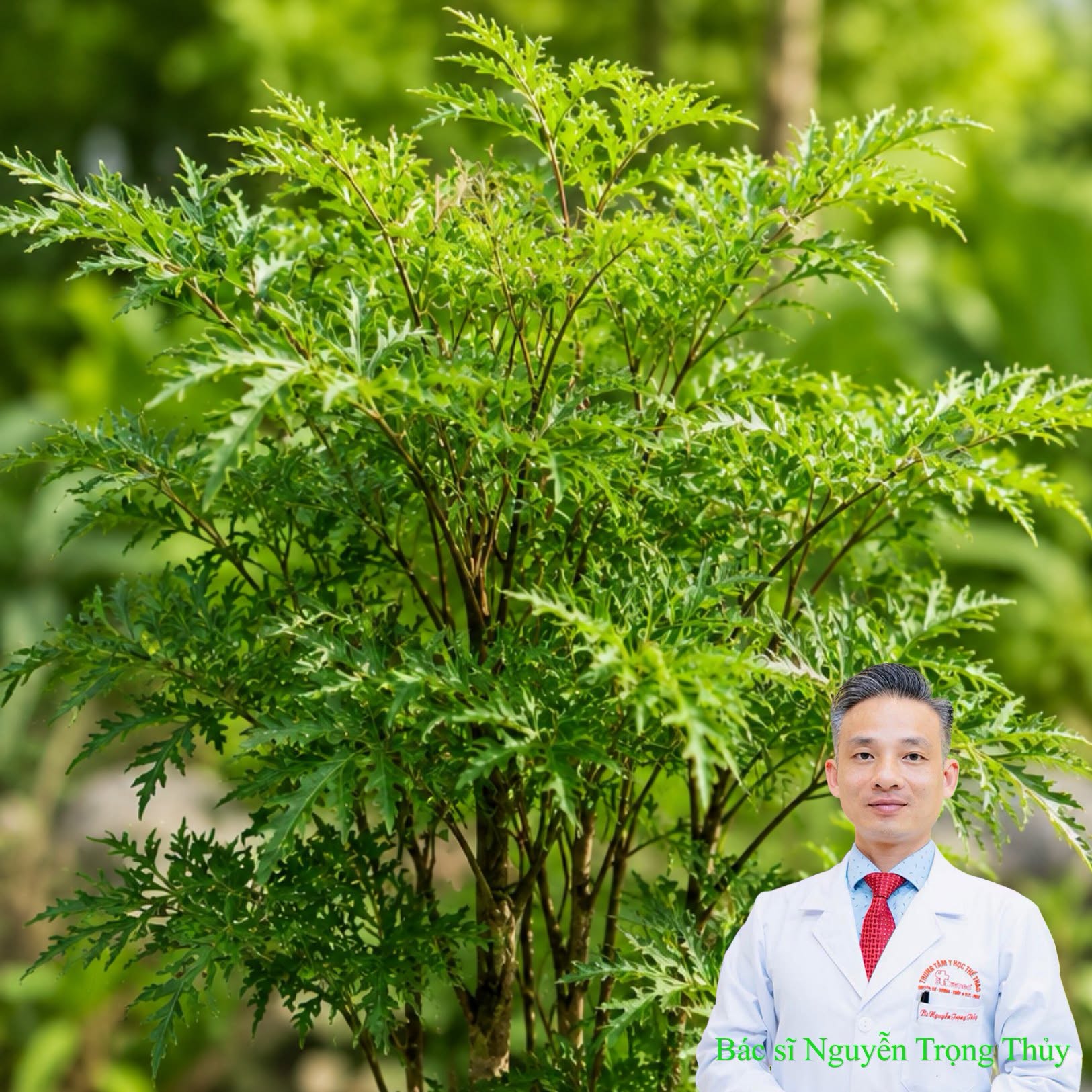 Có Nên Uống Nước Lá Đinh Lăng Thay Nước Lọc Mỗi Ngày? Chuyên Gia Khuyến Cáo Điều Gì?