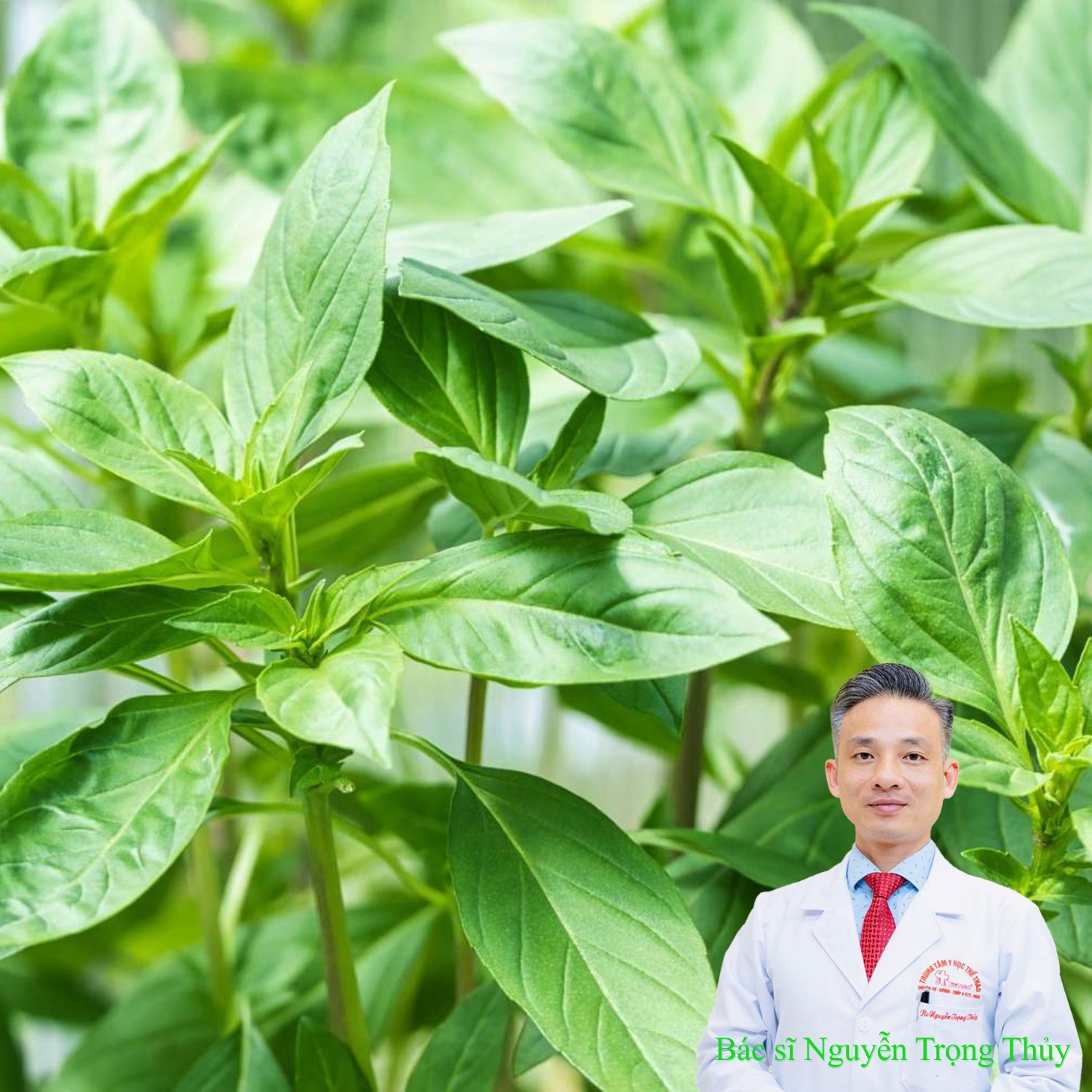 Ăn Lá Húng Quế Có Tác Dụng Gì? Những Lợi Ích Với Sức Khỏe Không Phải Ai Cũng Biết