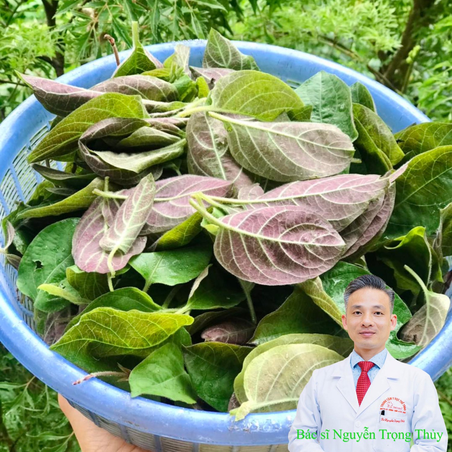 Lá mơ lông có tác dụng gì? Công dụng và cách sử dụng hiệu quả cho sức khỏe