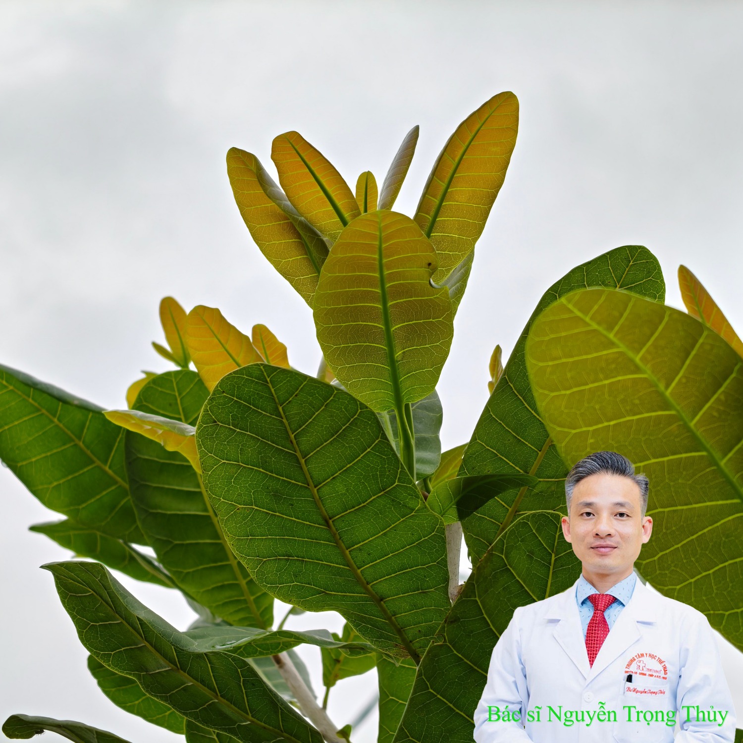 Lá ổi – Thần dược hạ đường huyết, bảo vệ gan