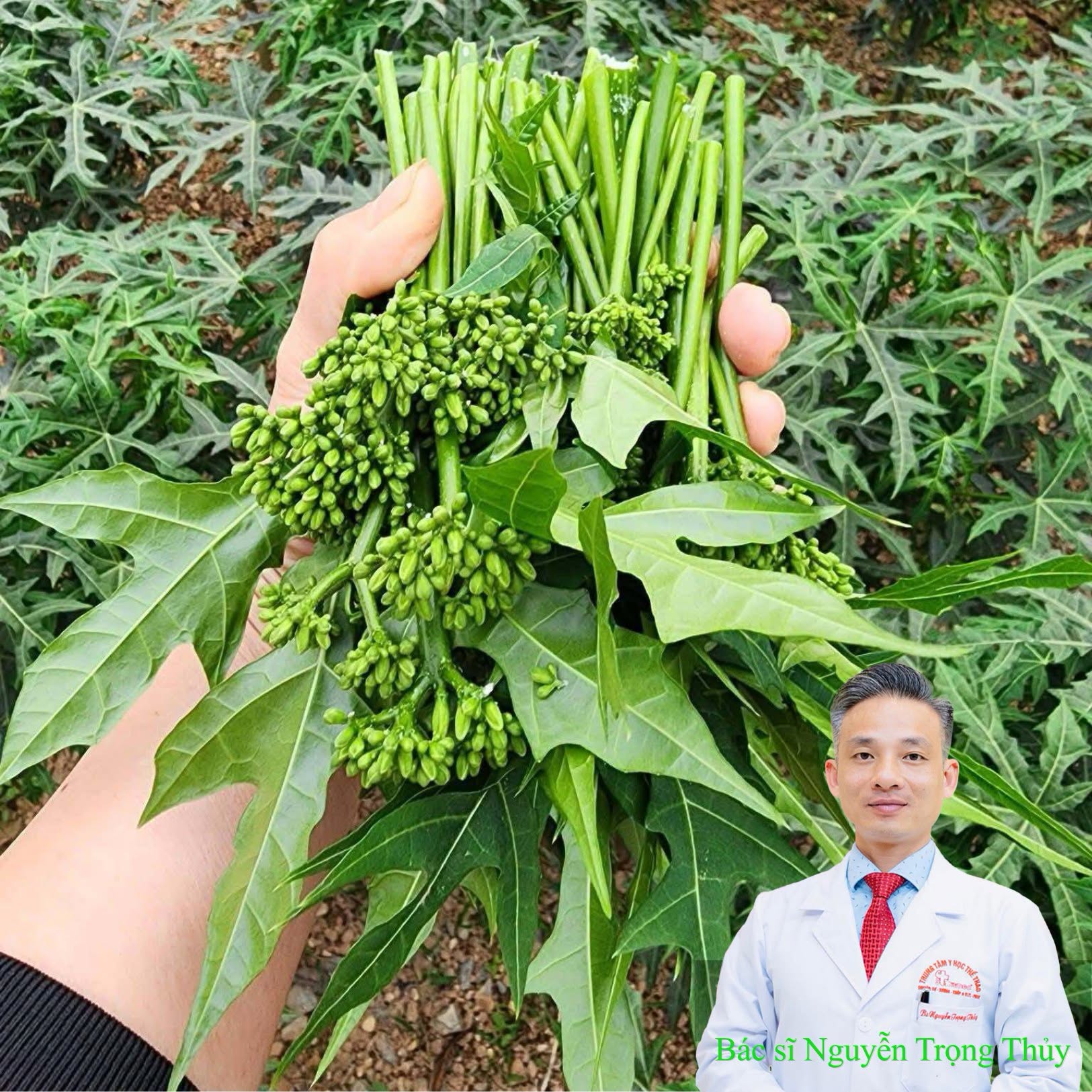 Rau Mì Chính Có Tác Dụng Gì? 5 Lợi Ích Nổi Bật Với Sức Khỏe Và Những Lưu Ý Khi Sử Dụng