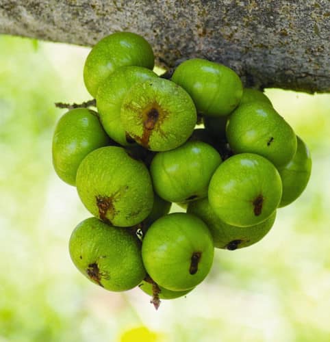 Ăn QUẢ SUNG có tốt cho sức khỏe hay không?