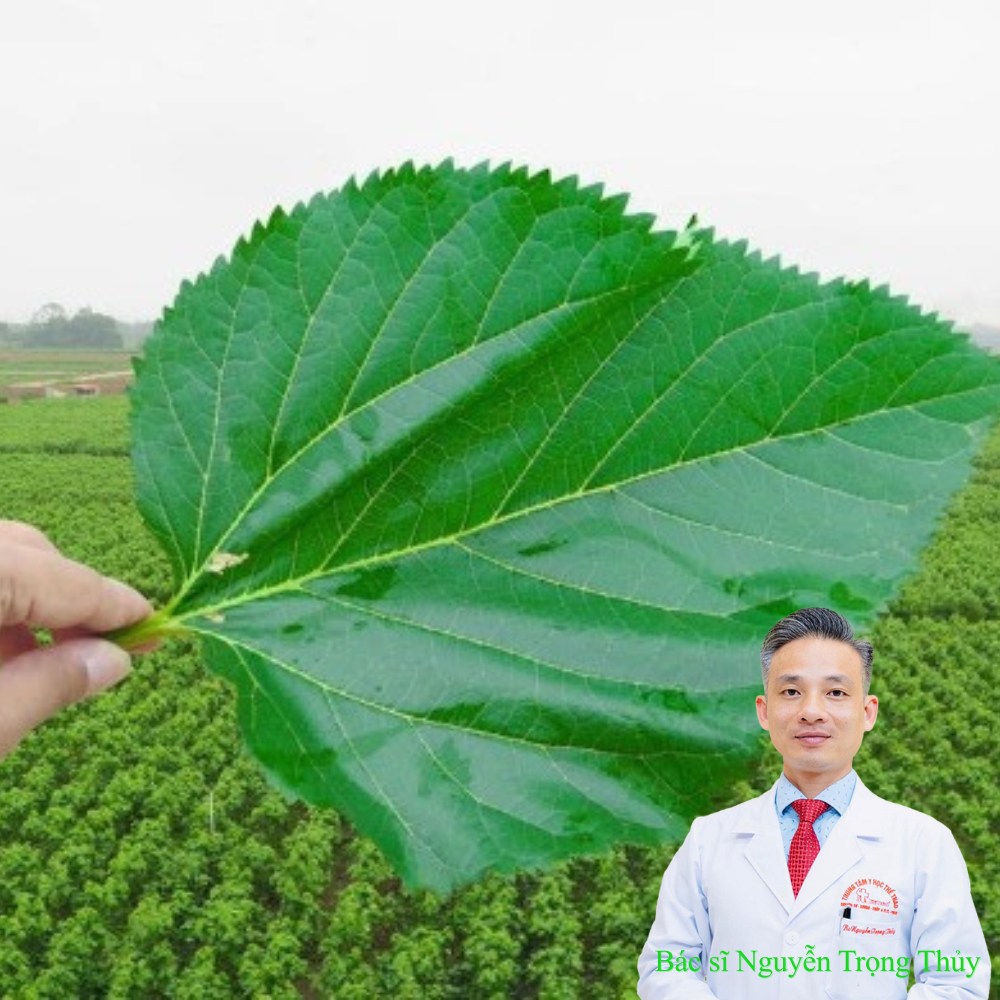 3 bài thuốc dân gian từ lá dâu tốt cho người bệnh tiểu đường – Giải pháp hỗ trợ kiểm soát đường huyết từ thiên nhiên