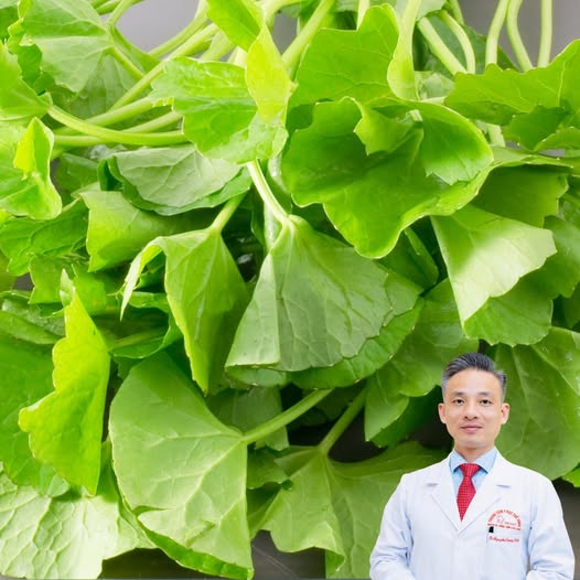 RAU MÁ - Loại thảo dược dân dã có nhiều tác dụng tốt cho sức khỏe